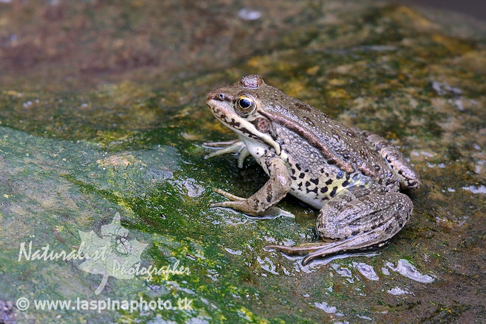 aiuto identificazione! Pelophylax sp. (Sicilia)